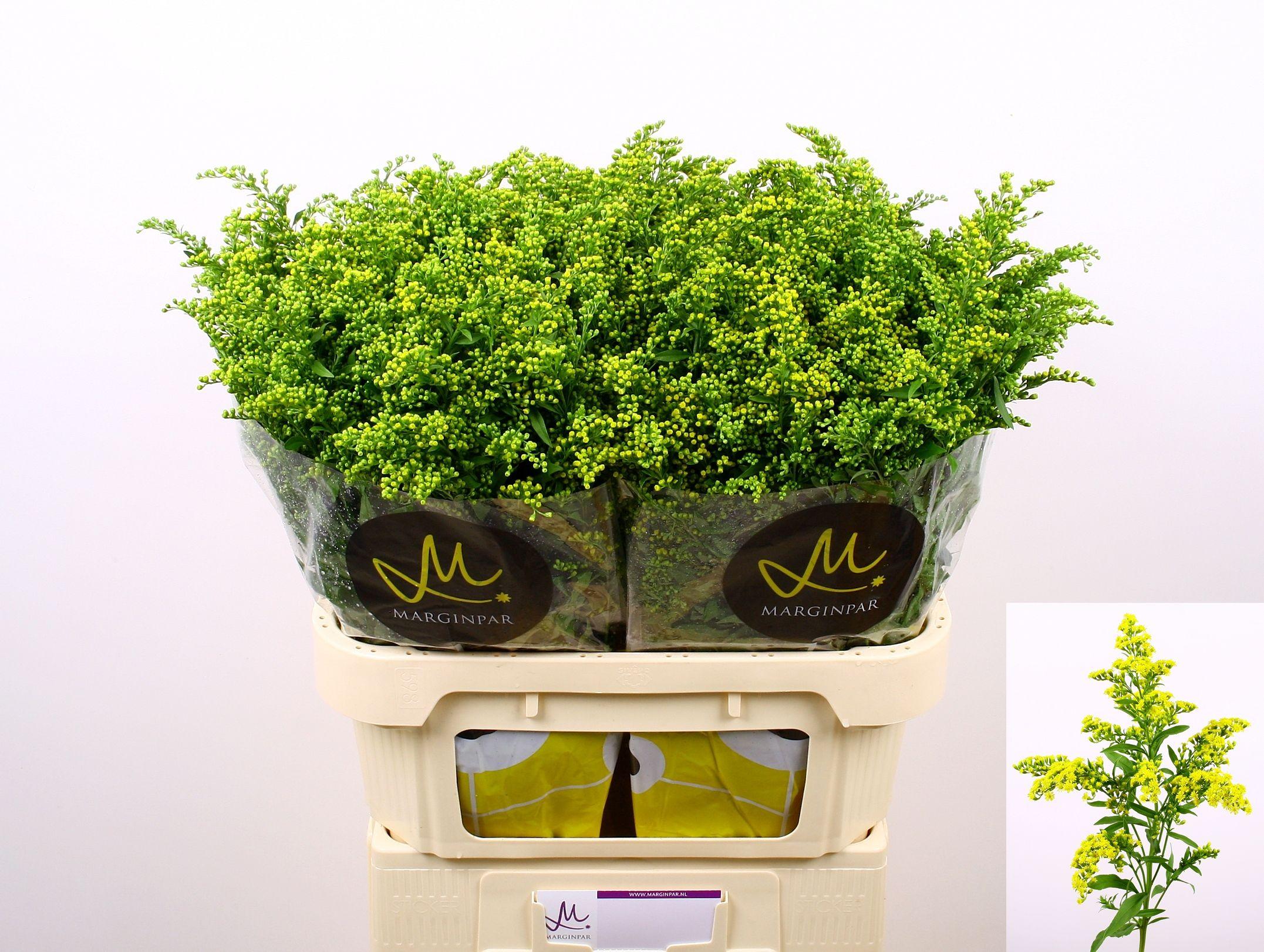 Срезанные цветы оптом Solidago carzan glory от 75шт из Голландии с доставкой по России