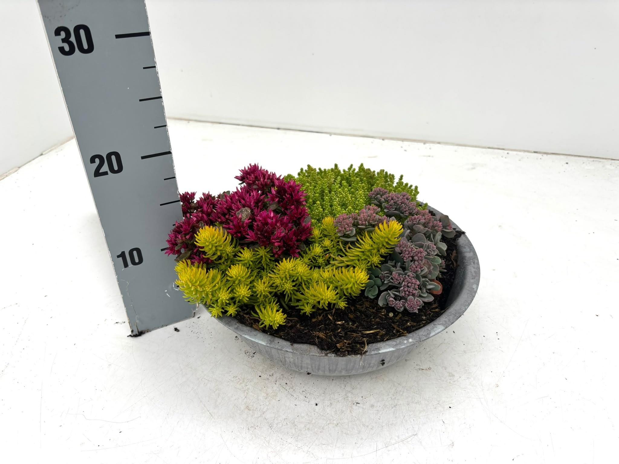 Горшечные цветы и растения оптом Sedum Gem от 1шт из Голландии с доставкой по России