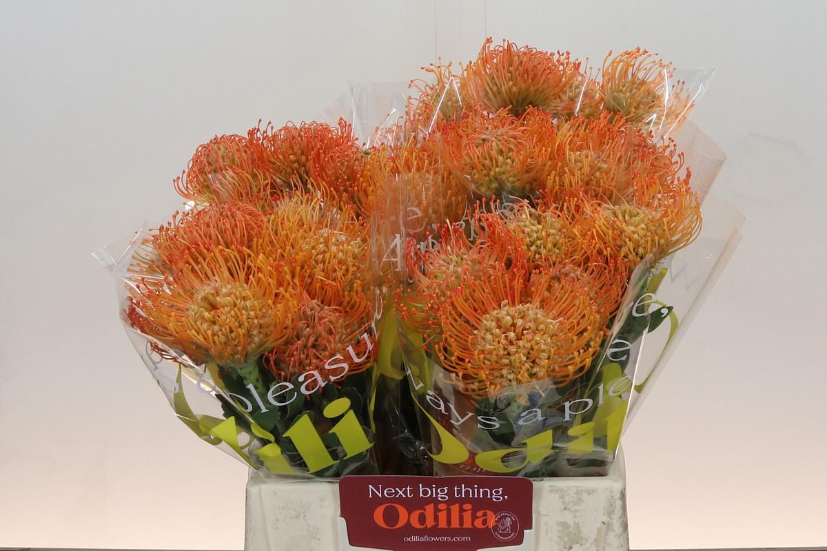 Срезанные цветы оптом Nutans queen julia от 30шт из Голландии с доставкой по России