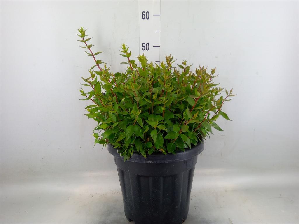 Горшечные цветы и растения оптом Abelia Grandiflora от 1шт из Голландии с доставкой по России