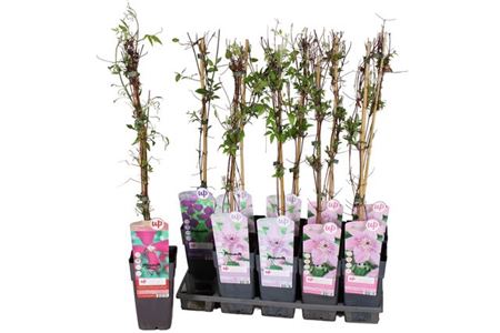 Горшечные цветы и растения оптом Clem Gem от 10шт из Голландии с доставкой по России