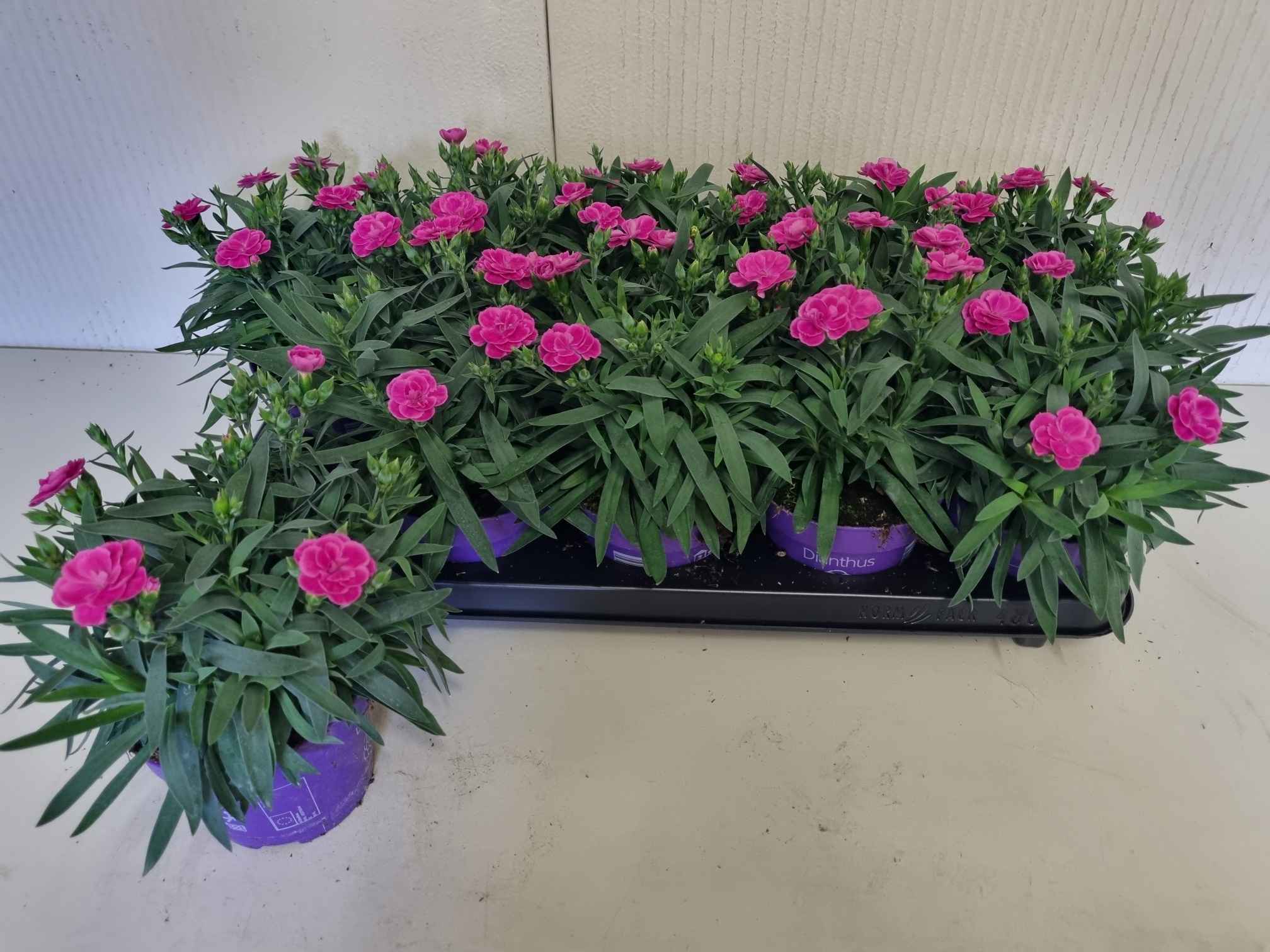 Горшечные цветы и растения оптом Dian Ca Peman от 10шт из Голландии с доставкой по России