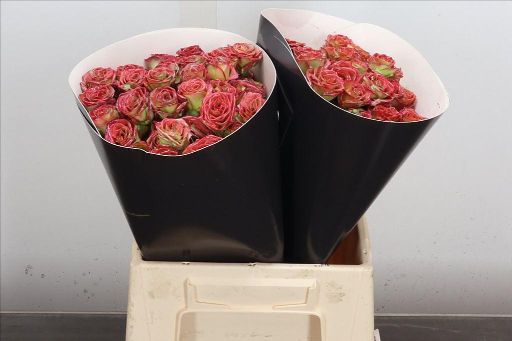 Срезанные цветы оптом Rosa spray wax green mint от 20шт из Голландии с доставкой по России