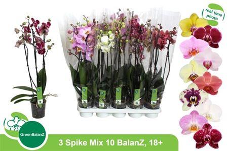 Горшечные цветы и растения оптом Phal Gem 10 Kl 3 Branches 20+40% Vertakt от 10шт из Голландии с доставкой по России