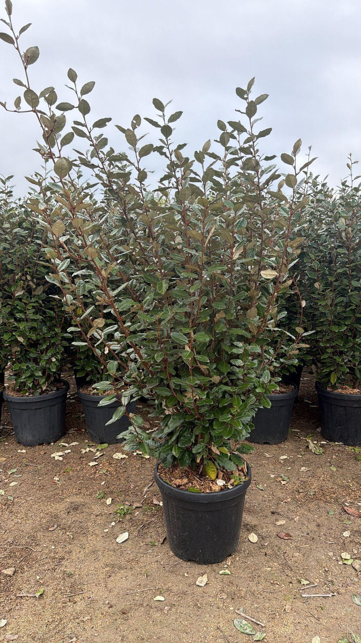 Горшечные цветы и растения оптом Elae Ebbingei от 1шт из Голландии с доставкой по России