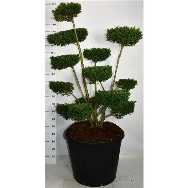 Горшечные цветы и растения оптом Ilex Crenata Ellipta Convex от 1шт из Голландии с доставкой по России