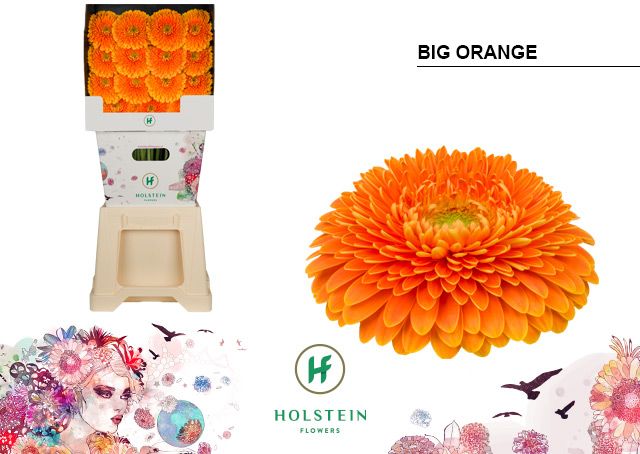 Срезанные цветы оптом Gerbera diamond gerponi big orange от 45шт из Голландии с доставкой по России