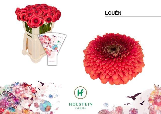 Срезанные цветы оптом Germini gerponi louen от 80шт из Голландии с доставкой по России