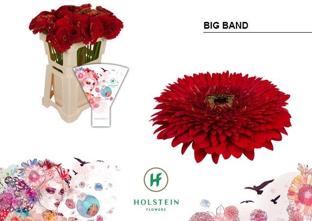 Срезанные цветы оптом Gerbera gerponi big band от 40шт из Голландии с доставкой по России