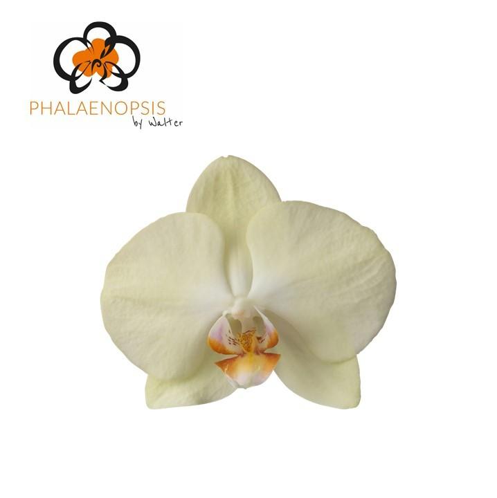 Срезанные цветы оптом Phalaenopsis rising sun (per flower) от 25шт из Голландии с доставкой по России