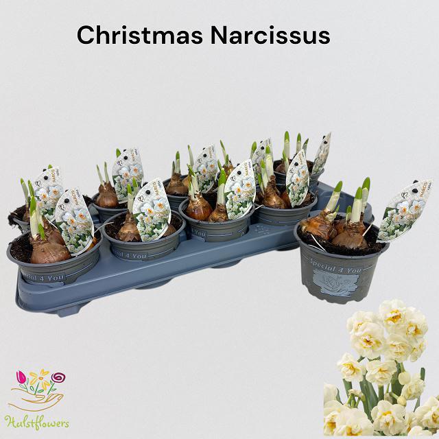 Горшечные цветы и растения оптом Narc D Abba от 10шт из Голландии с доставкой по России