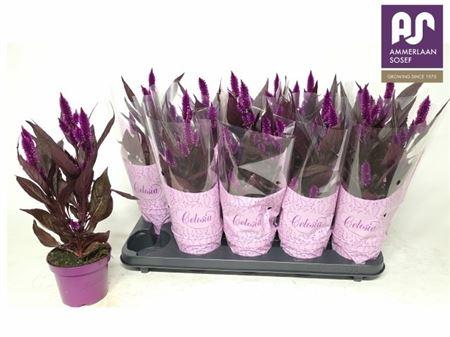 Горшечные цветы и растения оптом Cel Mystic Shades от 10шт из Голландии с доставкой по России