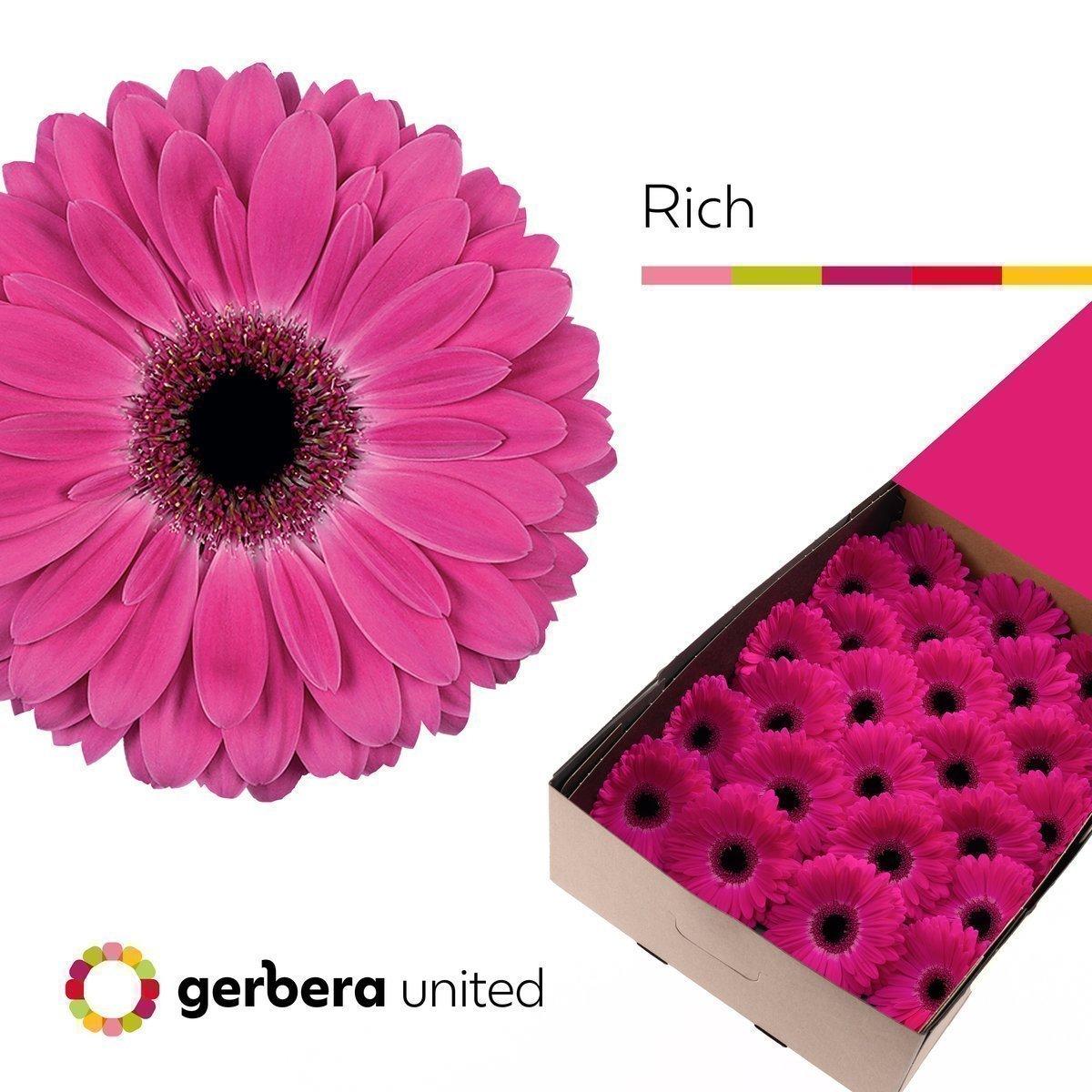 Срезанные цветы оптом Gerbera rich от 50шт из Голландии с доставкой по России