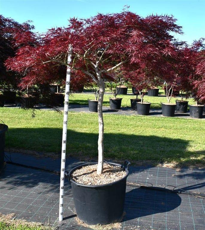 Горшечные цветы и растения оптом Acer Palm Stella Rossa On Stem от 1шт из Голландии с доставкой по России