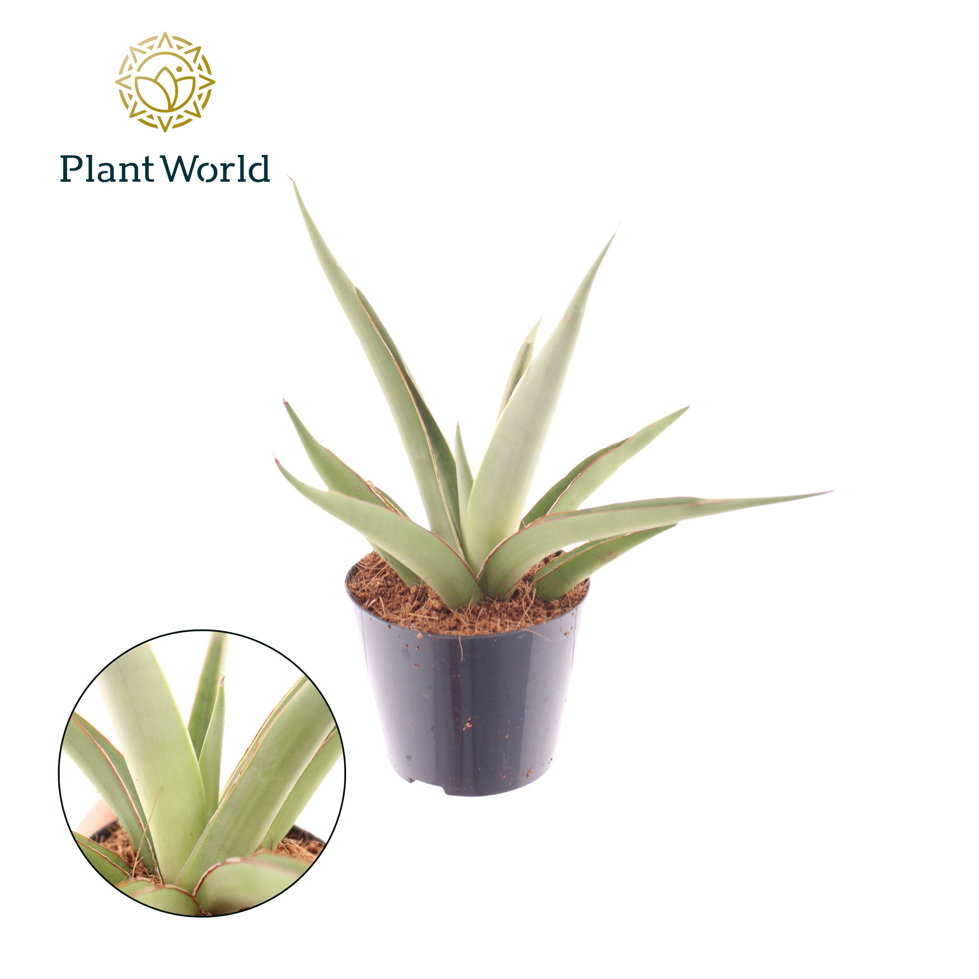 Горшечные цветы и растения оптом Sansevieria Silver Syreni от 12шт (для телеги) из Голландии с доставкой по России