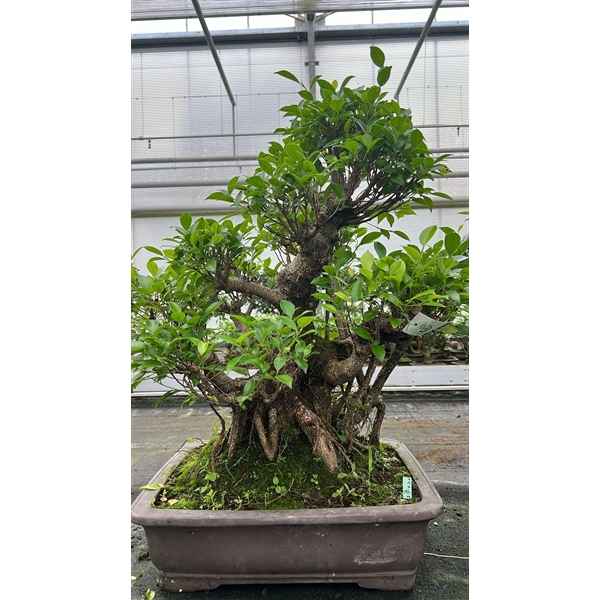 Горшечные цветы и растения оптом Bonsai Ficus Retusa, Pot 45cm. ( Height 80cm. Sing от 1шт из Голландии с доставкой по России