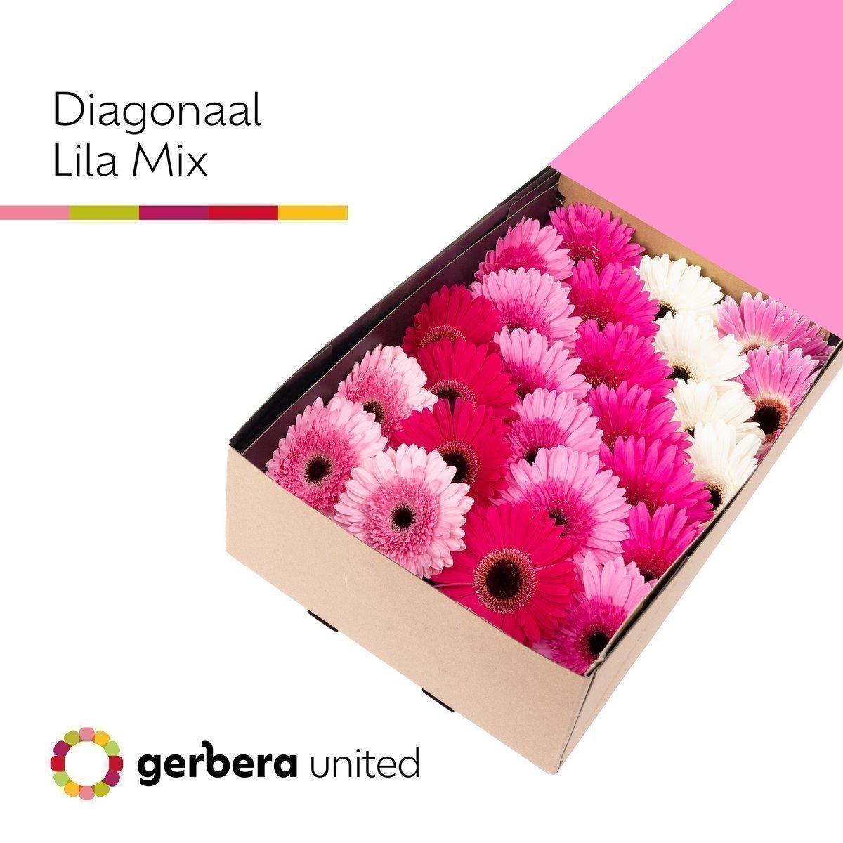 Срезанные цветы оптом Gerbera mix lilac от 25шт из Голландии с доставкой по России