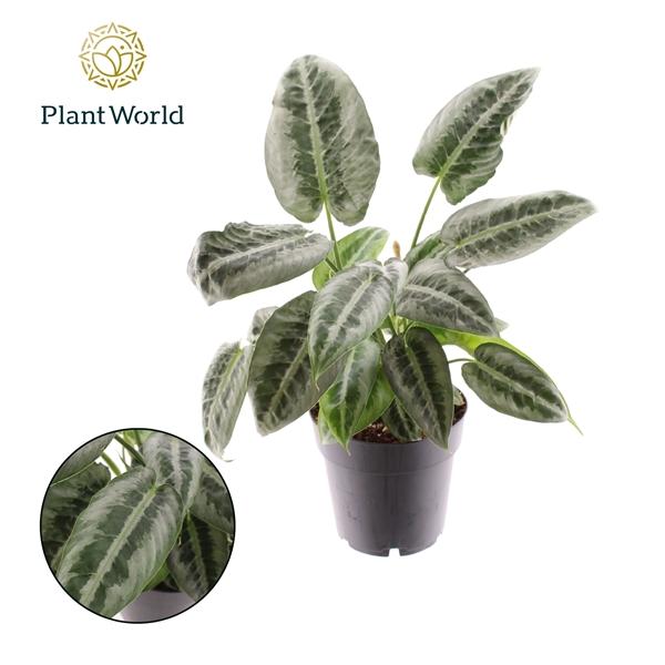 Горшечные цветы и растения оптом Schismatoglottus Mottleyana от 6шт из Голландии с доставкой по России