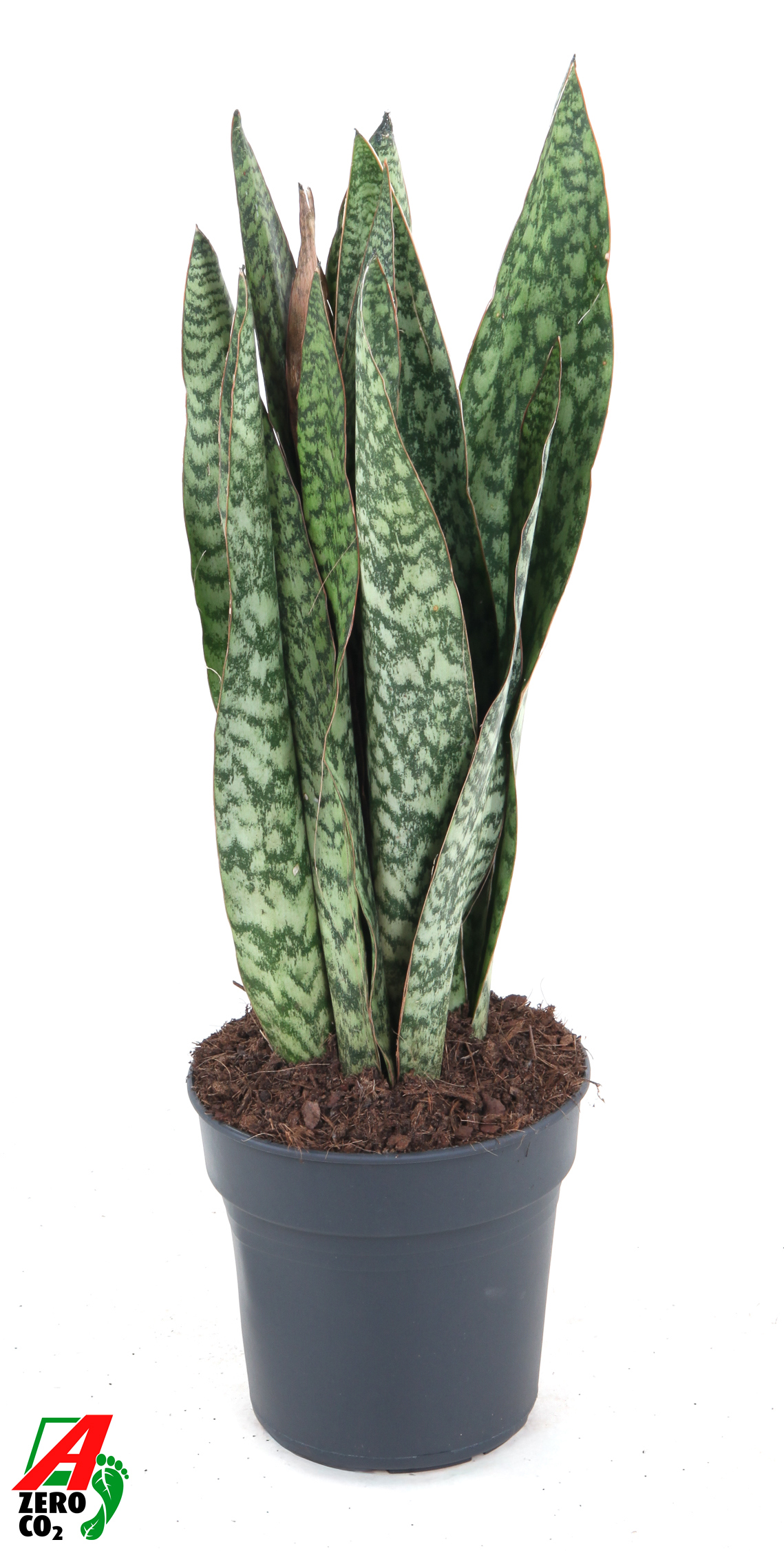 Горшечные цветы и растения оптом Sansevieria Sauvage от 1шт из Голландии с доставкой по России