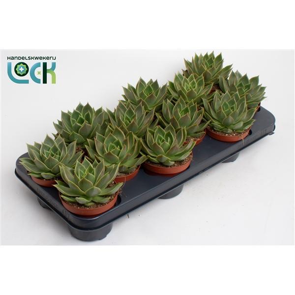 Горшечные цветы и растения оптом Echeveria Agavoides от 9шт из Голландии с доставкой по России