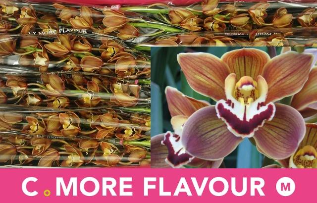 Срезанные цветы оптом Minicymbidium tokomaru sirocco от 5шт. из Голландии с доставкой по России