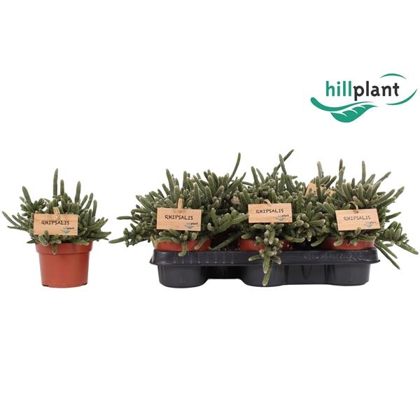 Горшечные цветы и растения оптом Rhipsalis Baccifera Horrida от 8шт из Голландии с доставкой по России