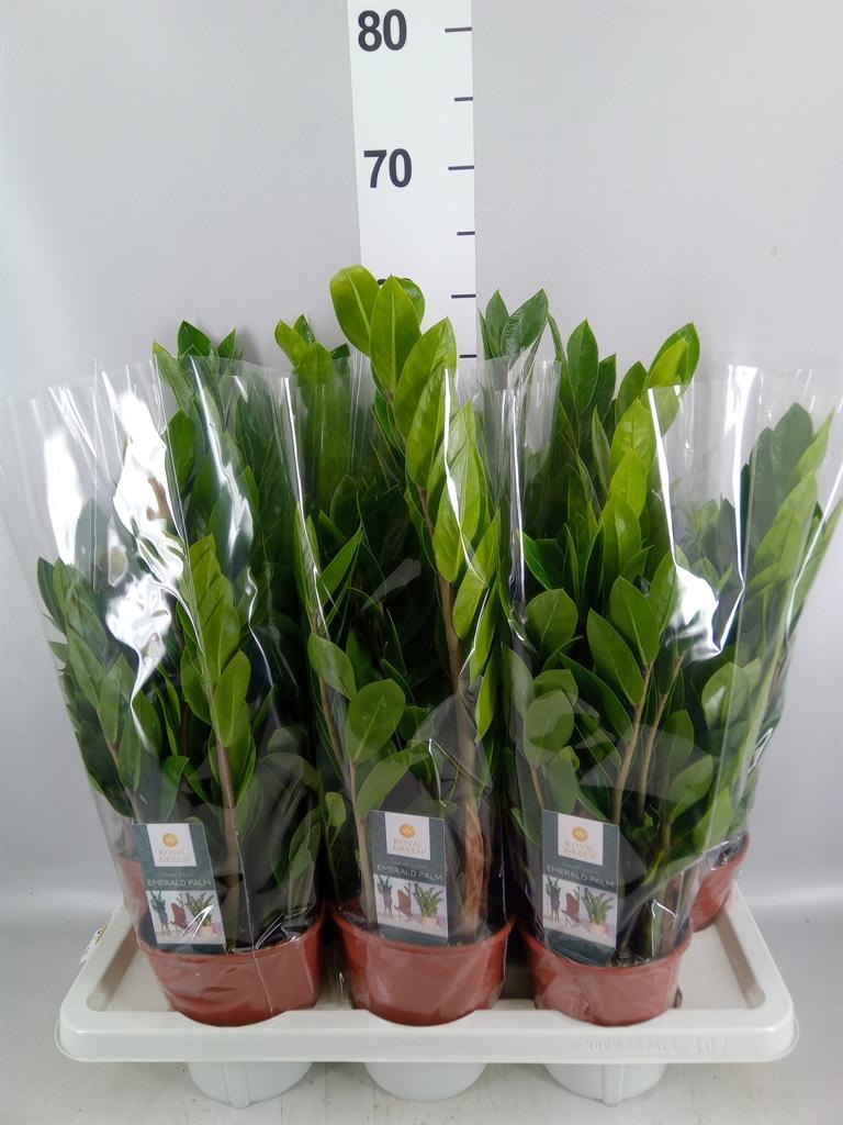 Горшечные цветы и растения оптом Zamioculcas Zamiifolia от 7шт из Голландии с доставкой по России