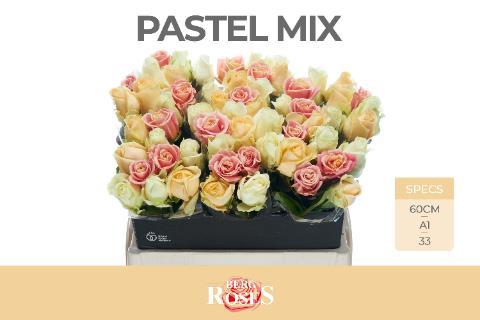 Срезанные цветы оптом Rosa large avalanche+ pastel (mixbunch) от 60шт из Голландии с доставкой по России