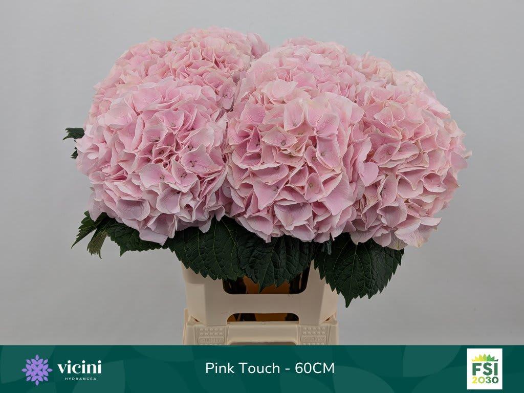 Срезанные цветы оптом Hydrangea my beautiful pink touch от 10шт.. из Голландии с доставкой по России