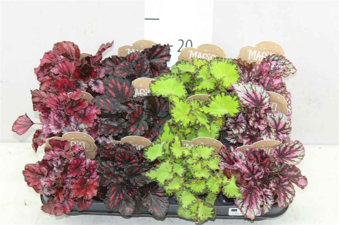 Горшечные цветы и растения оптом Begonia Blad Rex Mix от 12шт из Голландии с доставкой по России