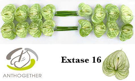 Срезанные цветы оптом Anthurium extase от 16шт из Голландии с доставкой по России