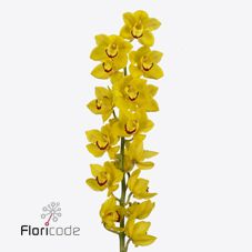 Срезанные цветы оптом Cymbidium yellow sunglow от 6шт. из Голландии с доставкой по России