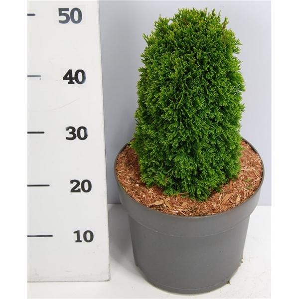 Горшечные цветы и растения оптом Thuja Occ Maks от 1шт из Голландии с доставкой по России