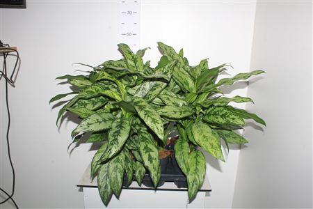 Горшечные цветы и растения оптом Aglao Silver Queen C от 6шт из Голландии с доставкой по России Горшечные цветы и растения оптом Aglao Silver Queen C от 6шт из Голландии с доставкой по России