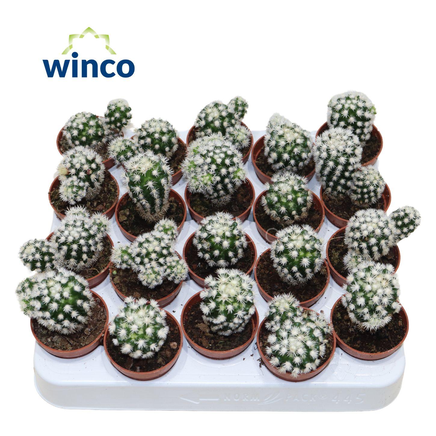 Горшечные цветы и растения оптом Mamm Ov от 20шт (для телеги) из Голландии с доставкой по России