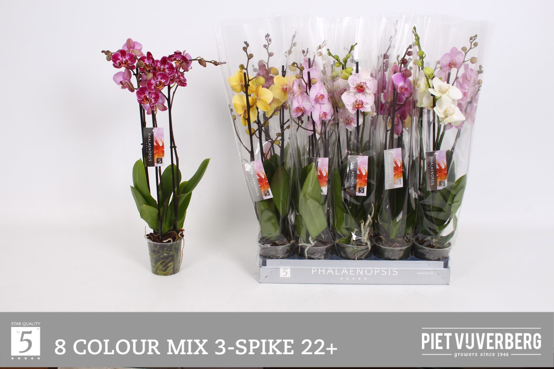 Горшечные цветы и растения оптом Phal Gem 8 Kl от 10шт из Голландии с доставкой по России