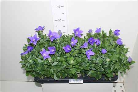 Горшечные цветы и растения оптом Platyco Gr Astra Blu от 10шт из Голландии с доставкой по России
