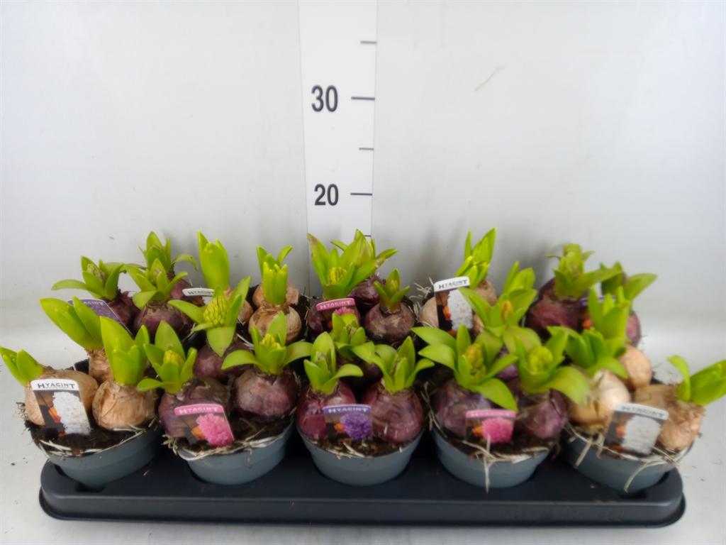 Горшечные цветы и растения оптом Hyacinthus Mix 3pp от 10шт из Голландии с доставкой по России