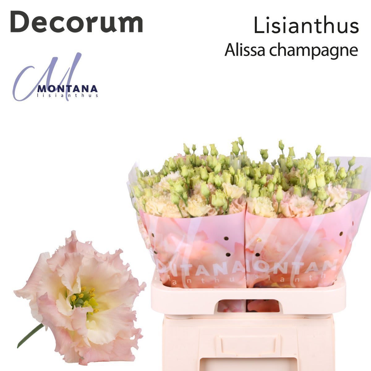 Срезанные цветы оптом Lisianthus do alissa champagne от 40шт.. из Голландии с доставкой по России
