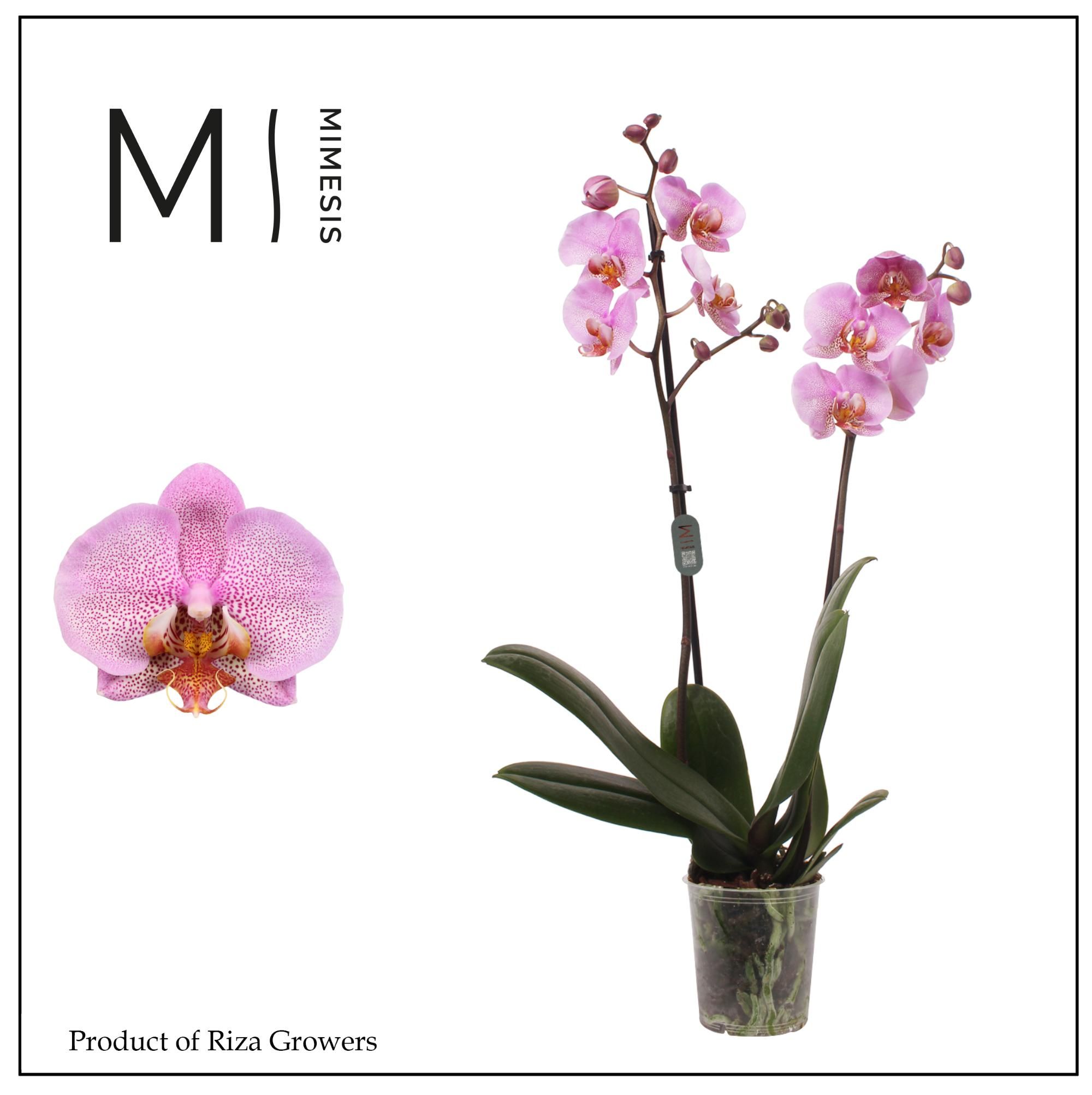 Горшечные цветы и растения оптом Phal 2st Formation 16+ Mimesis (orchid Growers) от 10шт из Голландии с доставкой по России