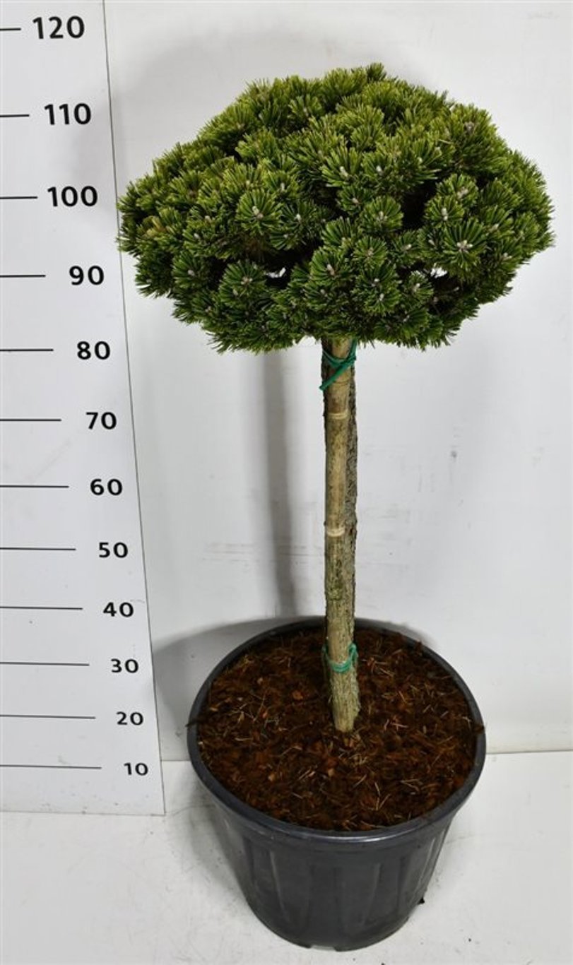 Горшечные цветы и растения оптом Pinus Mugo Sherwood Compact On Stem от 1шт из Голландии с доставкой по России