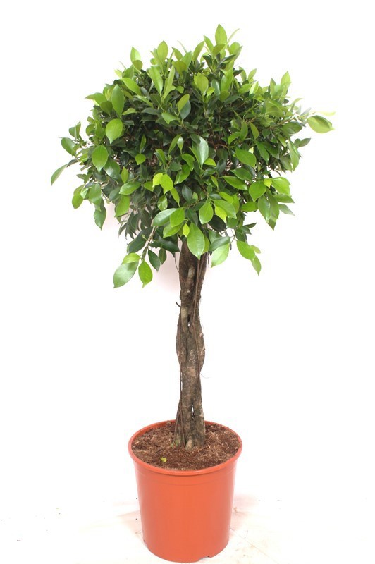 Горшечные цветы и растения оптом Ficus Nitida Twisted Stem от 1шт из Голландии с доставкой по России