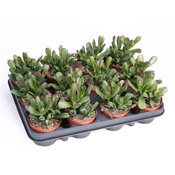 Горшечные цветы и растения оптом Crassula Gollum от 12шт (для телеги) из Голландии с доставкой по России