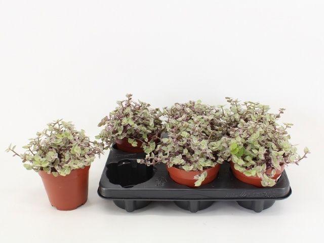 Горшечные цветы и растения оптом Callisia Rep Rosato от 6шт из Голландии с доставкой по России