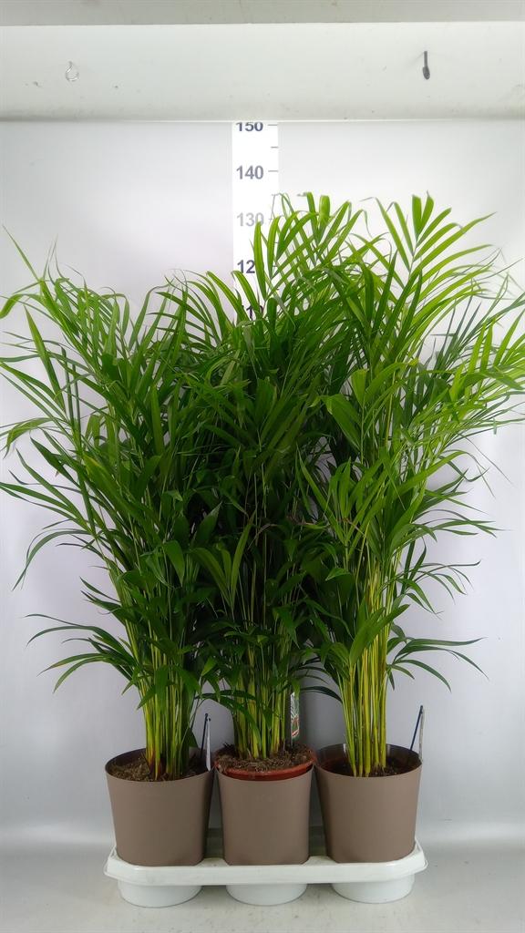 Горшечные цветы и растения оптом Dypsis Lutescens ...chrysalidoca от 3шт из Голландии с доставкой по России