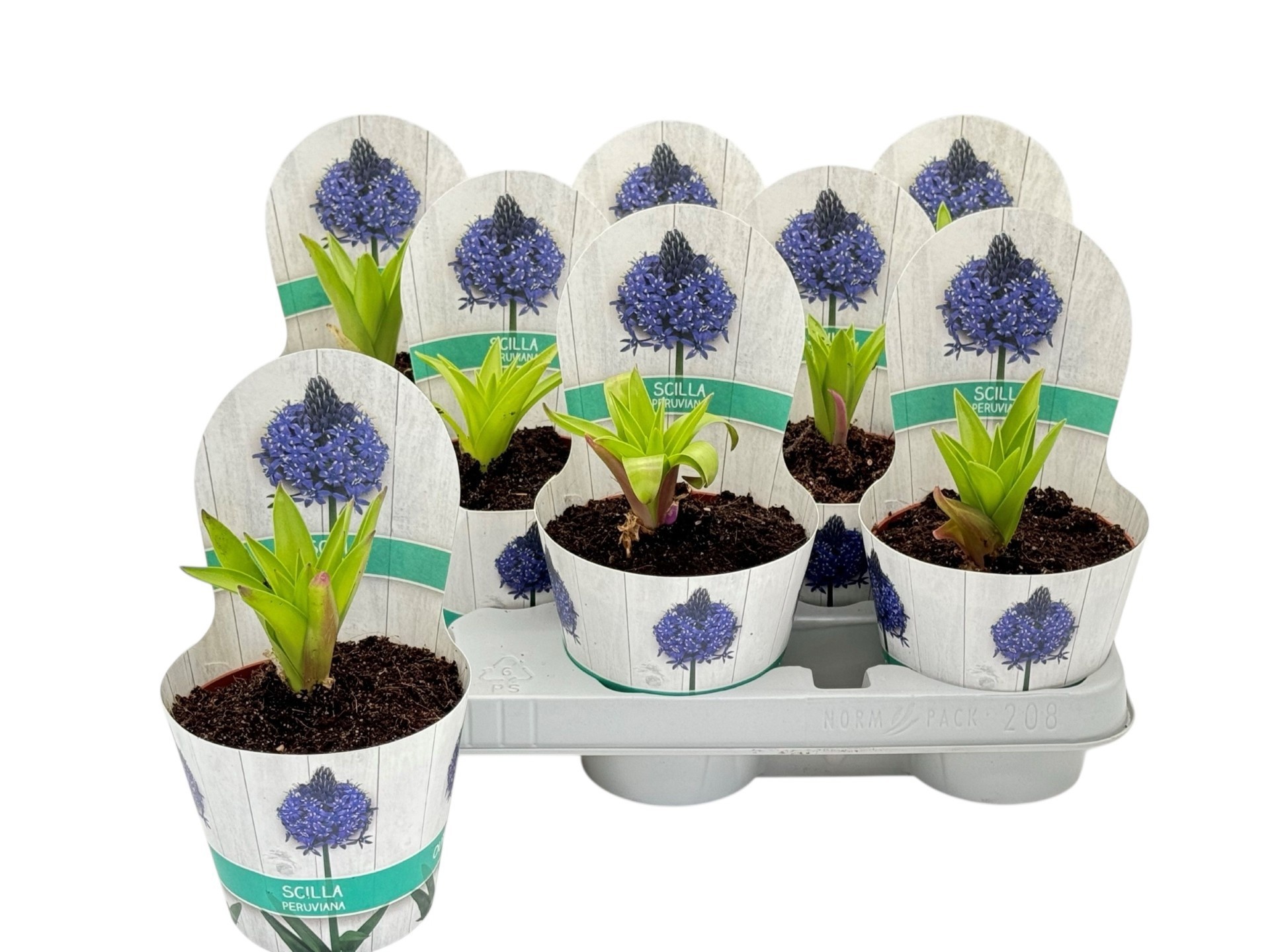 Горшечные цветы и растения оптом Scil Car Jewel Blue от 8шт из Голландии с доставкой по России