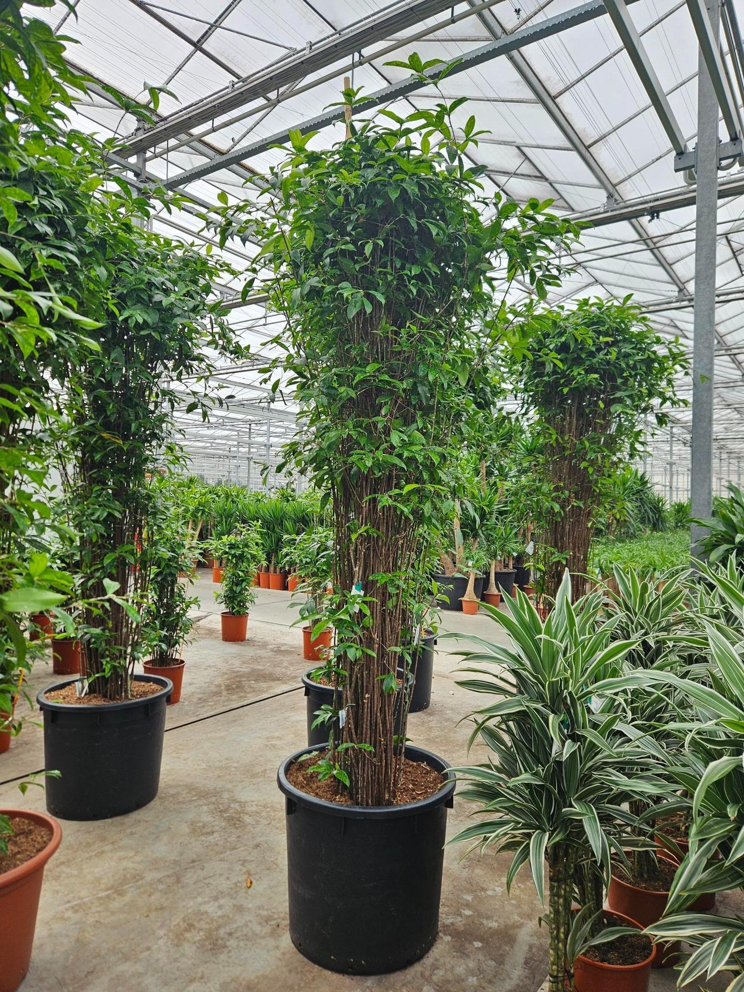 Горшечные цветы и растения оптом Dracaena Surculosa от 1шт из Голландии с доставкой по России