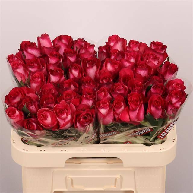 Срезанные цветы оптом Rosa large nicoletta от 50шт из Голландии с доставкой по России