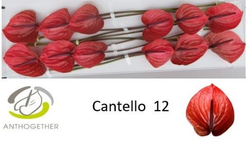 Срезанные цветы оптом Anthurium cantello от 12шт из Голландии с доставкой по России