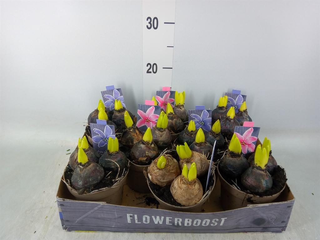 Горшечные цветы и растения оптом Hyacinthus Orie.   ...mix от 8шт из Голландии с доставкой по России